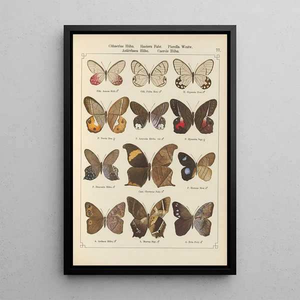 Exotic butterflies painting Pl077 - Otto Staudinger — framed artwork on a wall