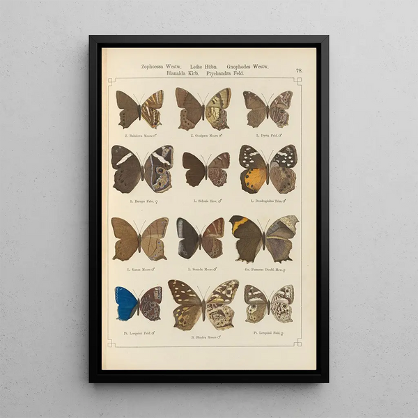 Exotic butterflies painting Pl078 - Otto Staudinger — framed artwork on a wall