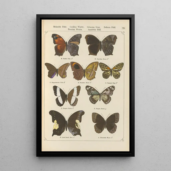 Exotic butterflies painting Pl079 - Otto Staudinger — framed artwork on a wall