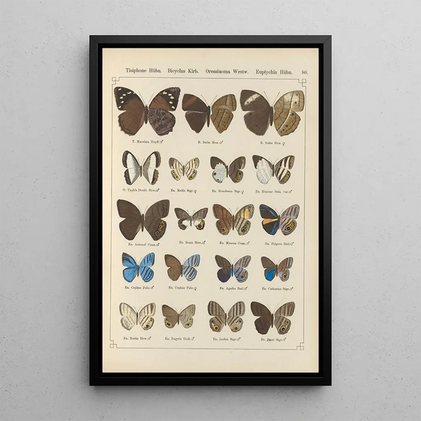 Exotic butterflies painting Pl080 - Otto Staudinger — framed artwork on a wall
