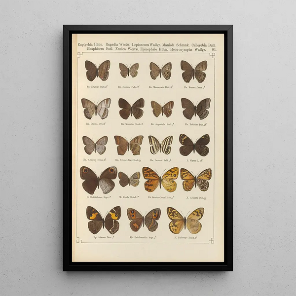 Exotic butterflies painting Pl081 - Otto Staudinger — framed artwork on a wall