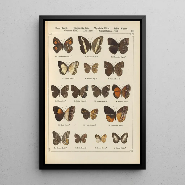 Exotic butterflies painting Pl082 - Otto Staudinger — framed artwork on a wall