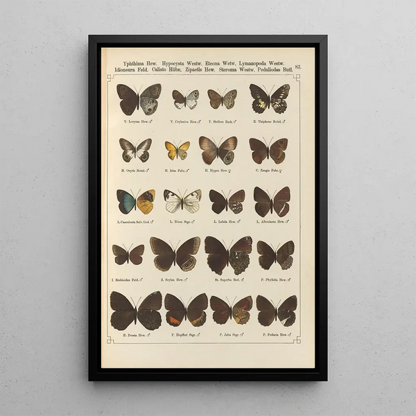 Exotic butterflies painting Pl083 - Otto Staudinger — framed artwork on a wall