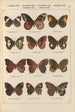Exotic butterflies painting Pl084 - Otto Staudinger — artwork view