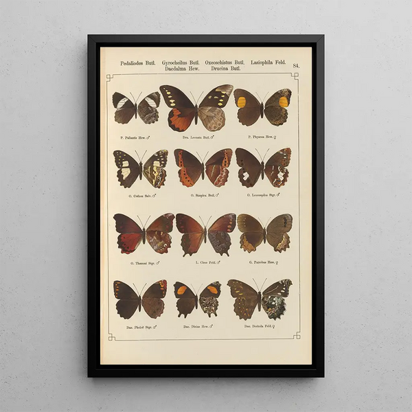 Exotic butterflies painting Pl084 - Otto Staudinger — framed artwork on a wall
