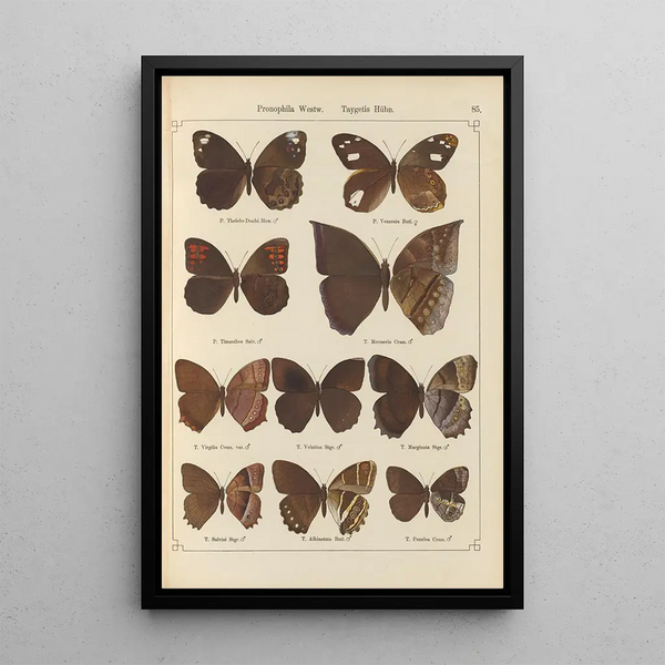 Exotic butterflies painting Pl085 - Otto Staudinger — framed artwork on a wall