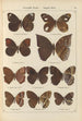 Exotic butterflies painting Pl085 - Otto Staudinger — artwork view