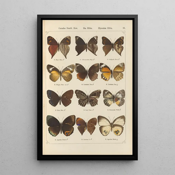 Exotic butterflies painting Pl086 - Otto Staudinger — framed artwork on a wall