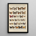 Exotic butterflies painting Pl087 - Otto Staudinger — framed artwork on a wall
