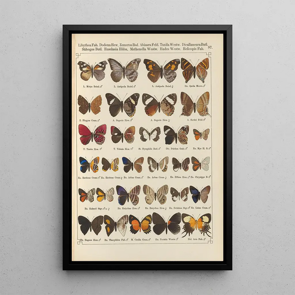 Exotic butterflies painting Pl087 - Otto Staudinger — framed artwork on a wall