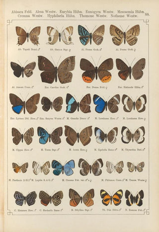 Otto Staudinger - Exotische schmetterlinge Pl088.webp