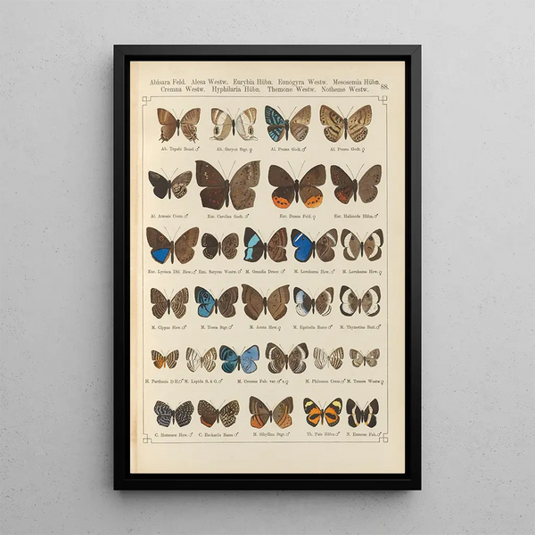 Exotic butterflies painting Pl088 - Otto Staudinger — framed artwork on a wall