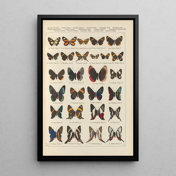 Exotic butterflies painting Pl089 - Otto Staudinger — framed artwork on a wall