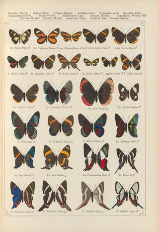Otto Staudinger - Exotische schmetterlinge Pl089.webp