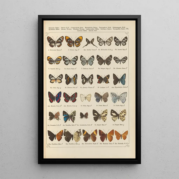 Exotic butterflies Pl090 - Otto Staudinger — framed artwork on a wall