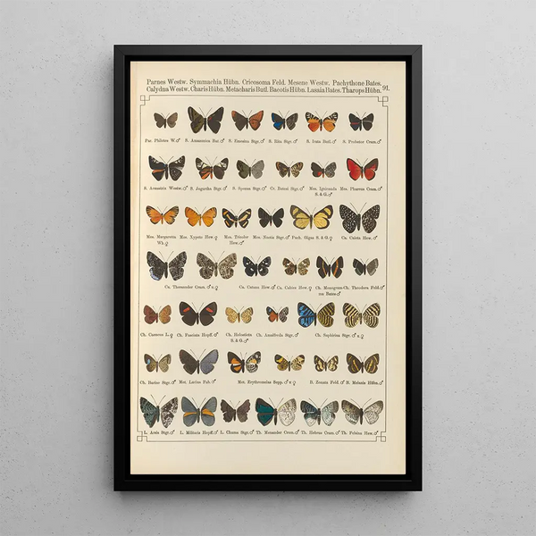 Exotic butterflies painting Pl091 - Otto Staudinger — framed artwork on a wall