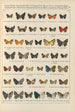 Exotic butterflies painting Pl091 - Otto Staudinger — artwork view