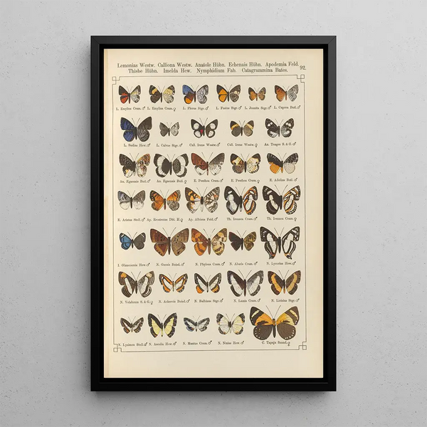 Exotic butterflies painting Pl092 - Otto Staudinger — framed artwork on a wall