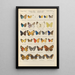 Exotic butterflies painting Pl093 - Otto Staudinger — framed artwork on a wall