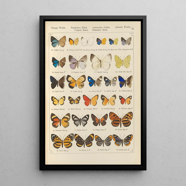 Exotic butterflies painting Pl093 - Otto Staudinger — framed artwork on a wall