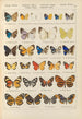 Exotic butterflies painting Pl093 - Otto Staudinger — artwork view