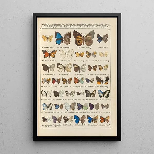 Exotic butterflies painting Pl094 - Otto Staudinger — framed artwork on a wall