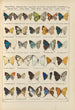 Exotic butterflies painting Pl095 - Otto Staudinger — artwork view