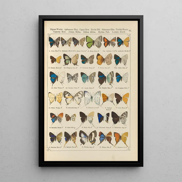 Exotic butterflies painting Pl095 - Otto Staudinger — framed artwork on a wall