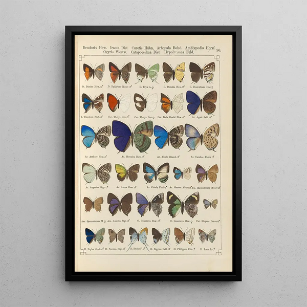 Exotic butterflies painting Pl096 - Otto Staudinger — framed artwork on a wall