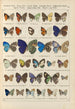 Exotic butterflies painting Pl096 - Otto Staudinger — artwork view