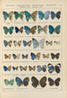 Exotic butterflies painting Pl097 - Otto Staudinger — artwork view