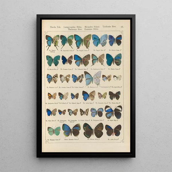 Exotic butterflies painting Pl097 - Otto Staudinger — framed artwork on a wall