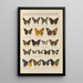 Exotic butterflies painting Pl098 - Otto Staudinger — framed artwork on a wall