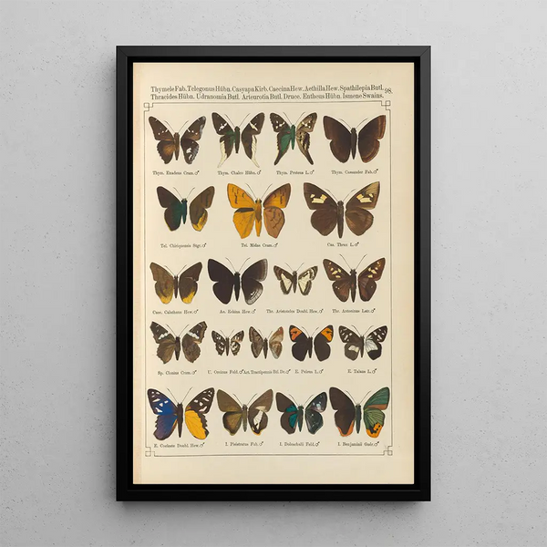Exotic butterflies painting Pl098 - Otto Staudinger — framed artwork on a wall