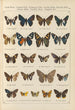 Exotic butterflies painting Pl099 - Otto Staudinger — artwork view