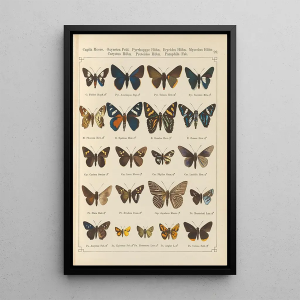 Exotic butterflies painting Pl099 - Otto Staudinger — framed artwork on a wall