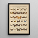 Exotic butterflies painting Pl100 - Otto Staudinger — framed artwork on a wall