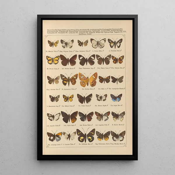 Exotic butterflies painting Pl100 - Otto Staudinger — framed artwork on a wall