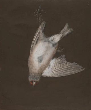 P Brown - A European Goldfinch in a Snare.webp