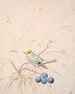 a royal bird on a sparse branch - P. C. Skovgaard — artwork view