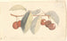 A branch with paradise apples - P. C. Skovgaard — artwork view