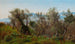 Olive Trees near Olevano - P. C. Skovgaard — artwork view