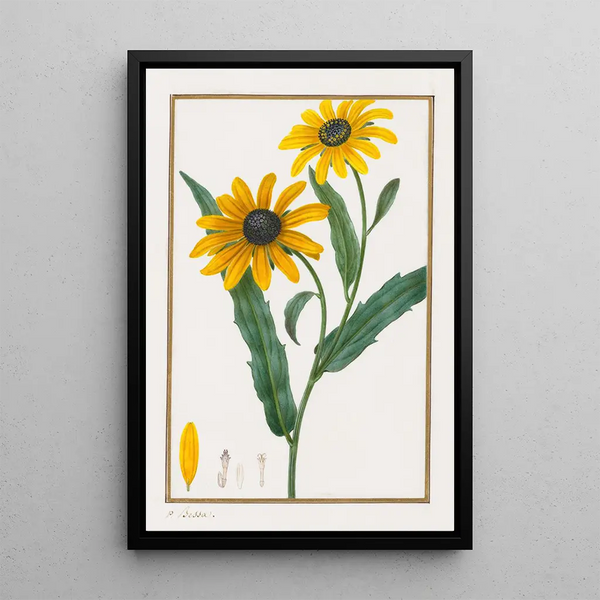Rudbeckia Hirsuta - Pancrace Bessa — framed artwork on a wall