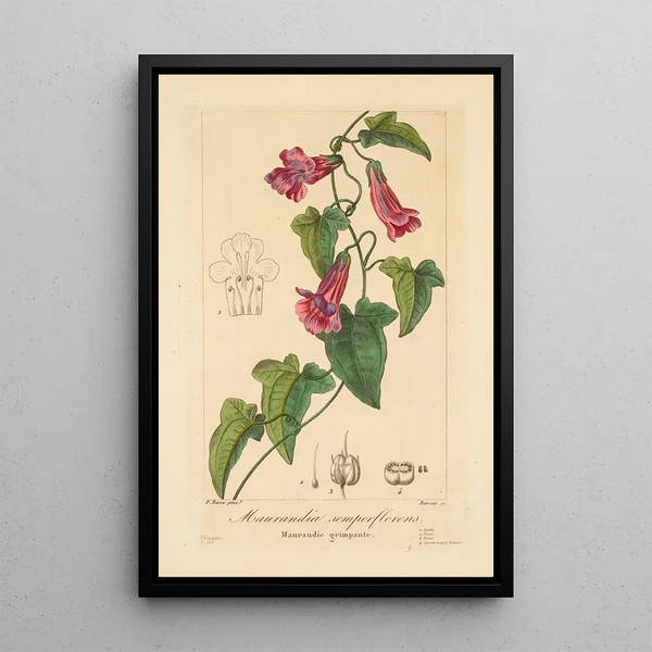 Maurandia semperflorens - Pancrace Bessa — framed artwork on a wall