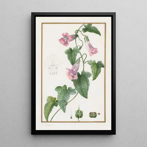 Maurandia semperflorens - Pancrace Bessa — framed artwork on a wall