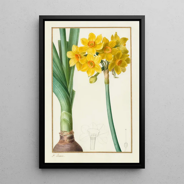 Narcissus tazetta - Pancrace Bessa — framed artwork on a wall