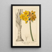 Polyanthus or Narcissus in clusters - Pancrace Bessa — framed artwork on a wall