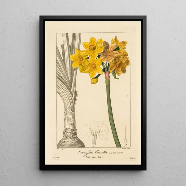 Polyanthus or Narcissus in clusters - Pancrace Bessa — framed artwork on a wall