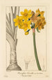 Polyanthus or Narcissus in clusters - Pancrace Bessa — artwork view