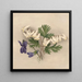 Pantalons de Hollandais Bikukulla cucullaria - Mary Vaux Walcott — framed artwork on a wall